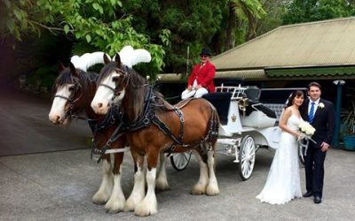 Vicky and Greg’s Horse Drawn Carriage to their Wedding at Nathania Springs