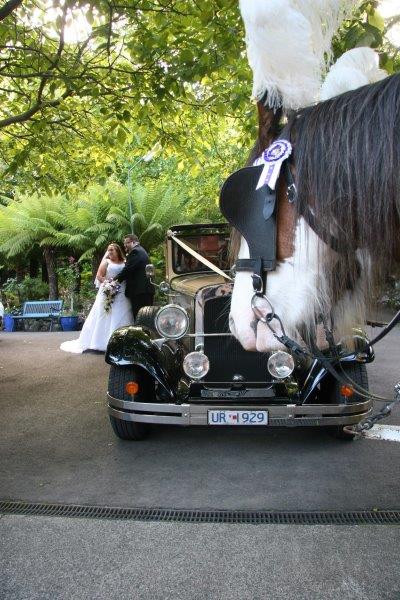 Nathania Springs Weddings Horse Drawn Carriage