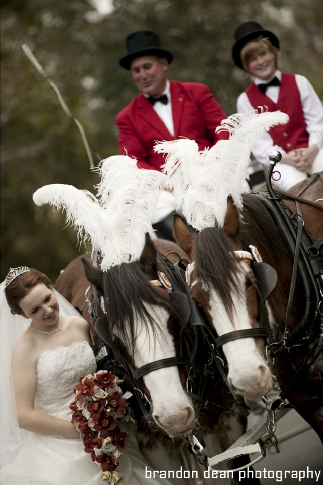 Potters Wedding Reception Horse Drawn Carriage